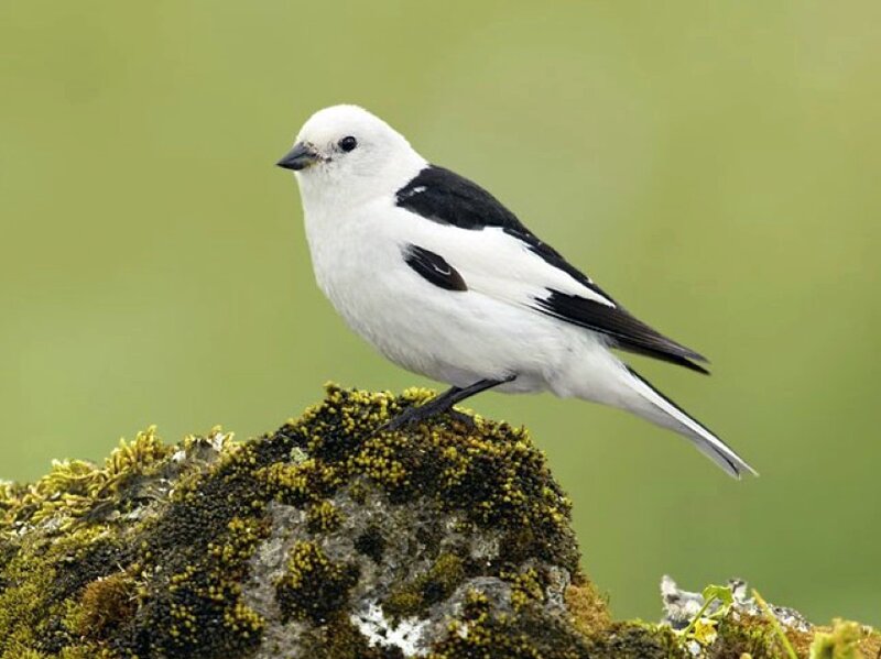 White and Black Bird