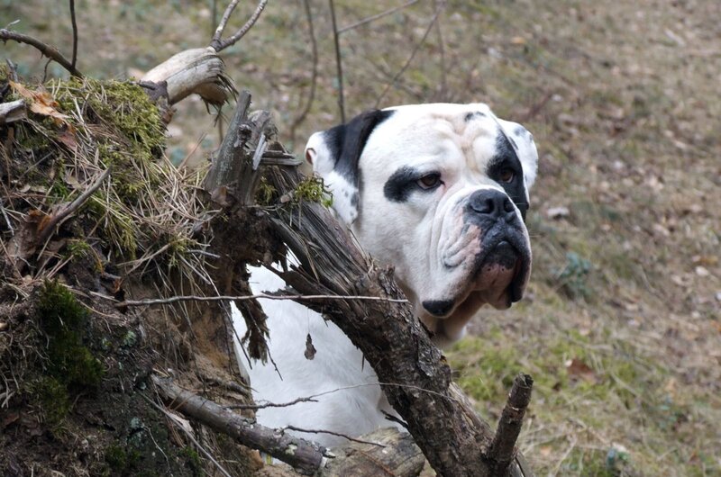 white and black bulldog in forest