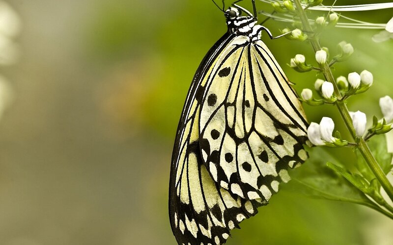 White and Black Butterfly — Calm, Afternoon, Photograph, Flower