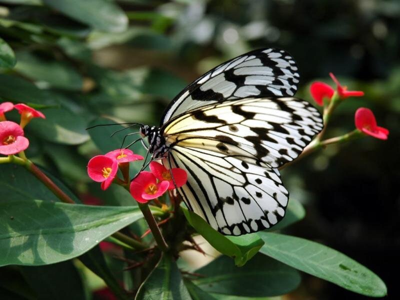 White and Black Butterfly — Calm, Afternoon, Photograph, Flowers