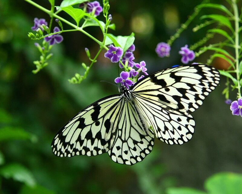 White and Black Butterfly — Calm, Afternoon