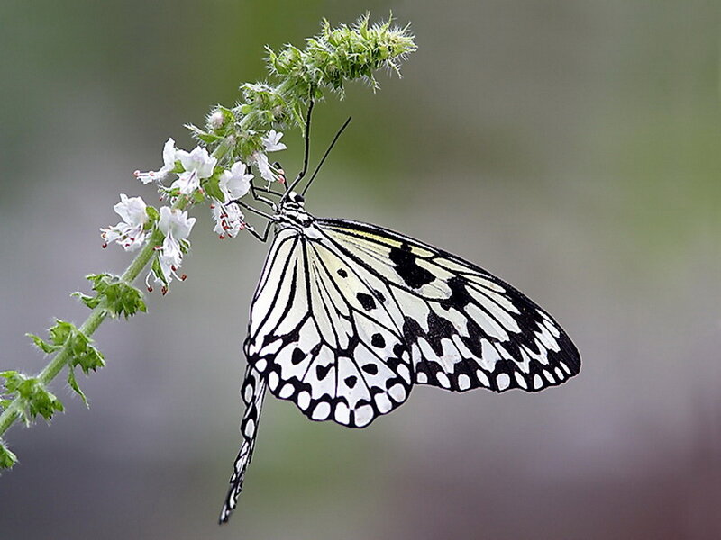 White and Black Butterfly — Calm, Photograph, Flower, Plant