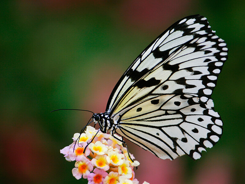 White and Black Butterfly — Calm, Photograph, Flower