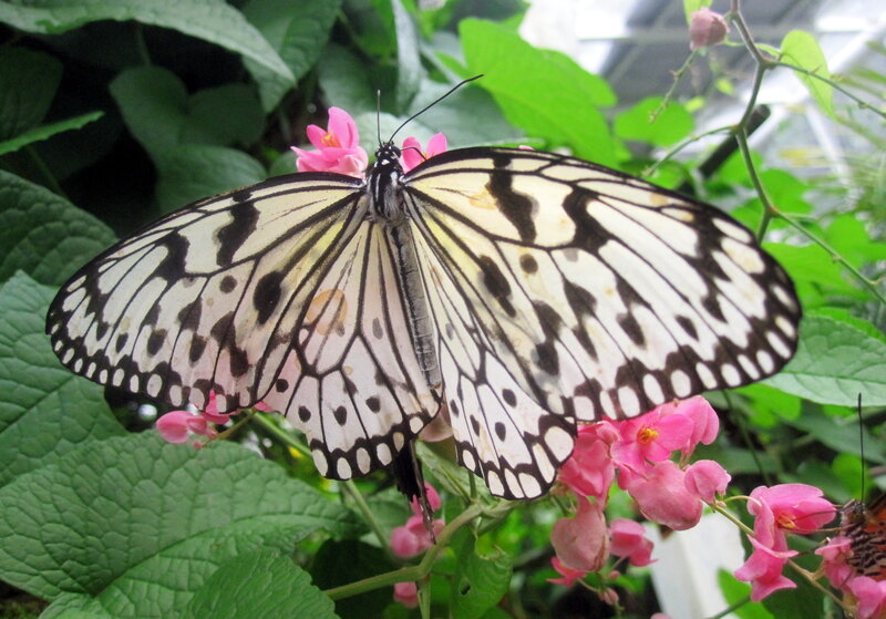 White and Black Butterfly — Calm, Photograph, Pink Flowers