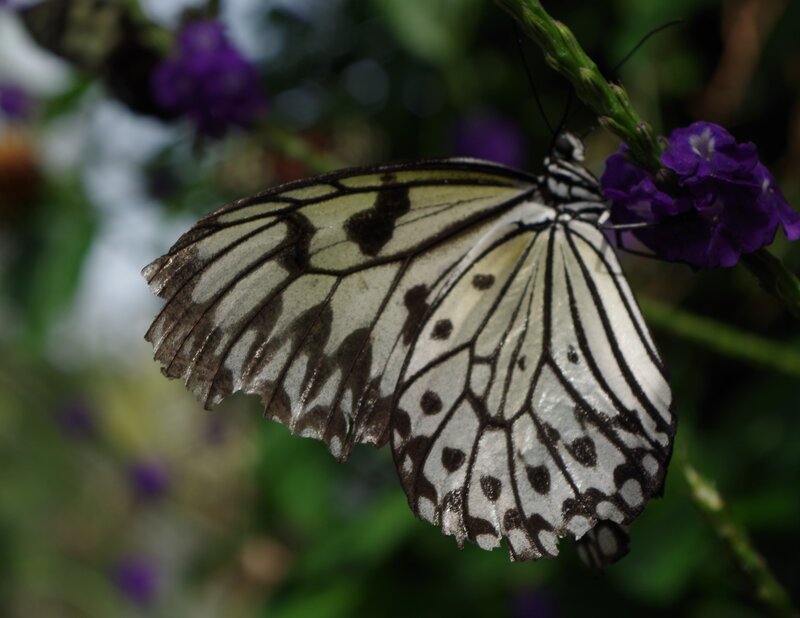 White and Black Butterfly — Calm, Photograph, Purple Flower