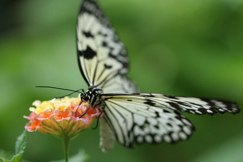 White and Black Butterfly — Calm, Photograph