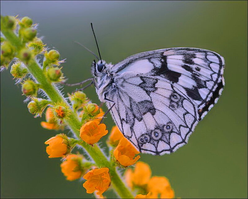 White and Black Butterfly — Calm