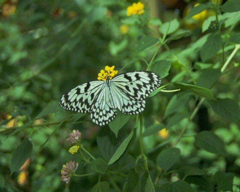 White and Black Butterfly — Green, Calm, Afternoon, Photograph, Flower, Leaf