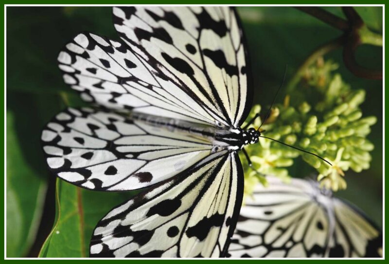 White and Black Butterfly — Green, Calm, Afternoon, Photograph, Flower
