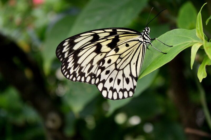 White and Black Butterfly — Green, Calm, Afternoon, Photograph
