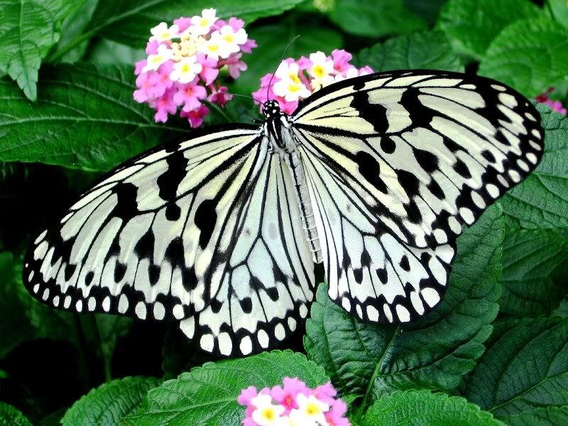 White and Black Butterfly — Green, Calm, Afternoon