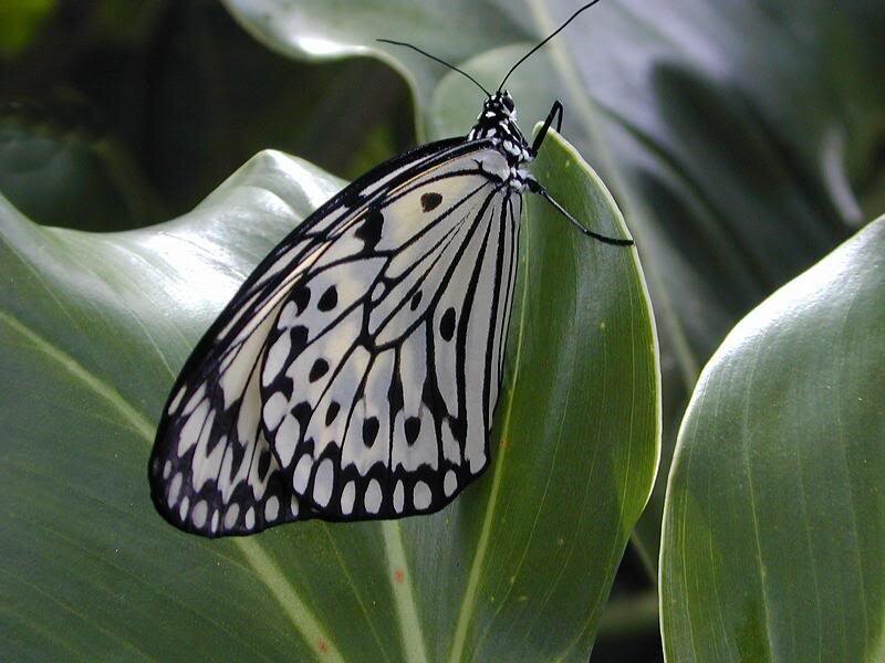 White and Black Butterfly — Green, Calm, Photograph, Leaf
