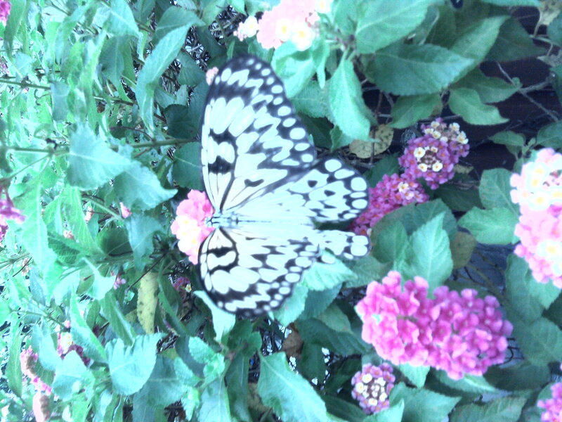 White and Black Butterfly — Green, Calm