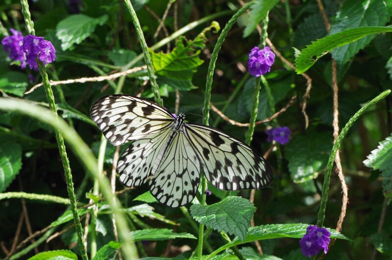 White and Black Butterfly — Green, Natural