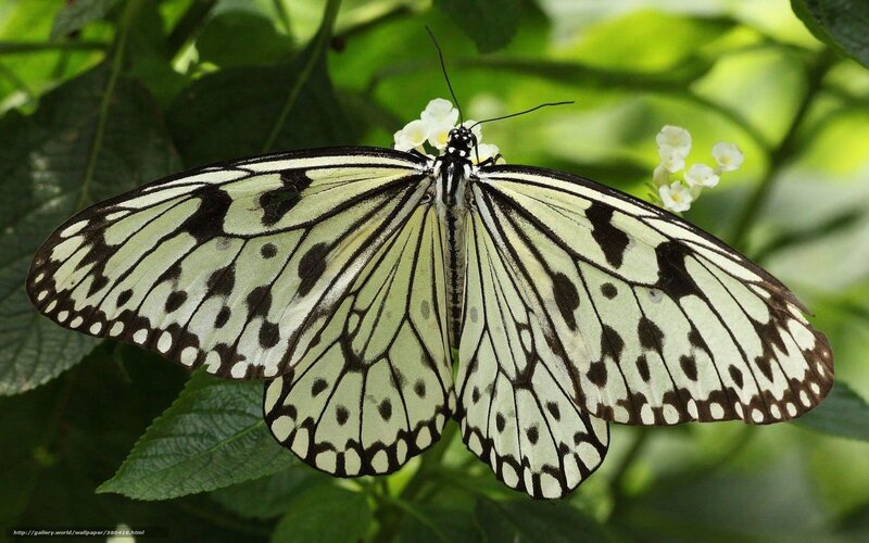 White and Black Butterfly — Green, Serene, Afternoon, Photograph