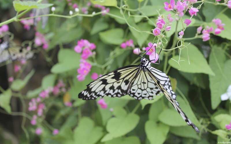 White and Black Butterfly — Green, Serene, Afternoon