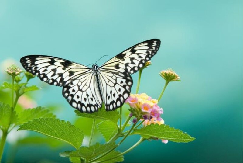 White and Black Butterfly — Green, Serene