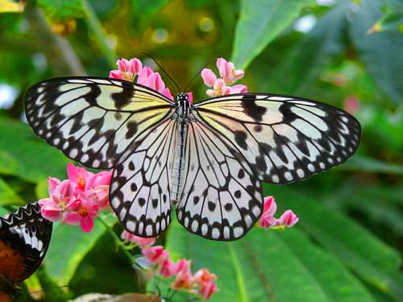 White and Black Butterfly — Green