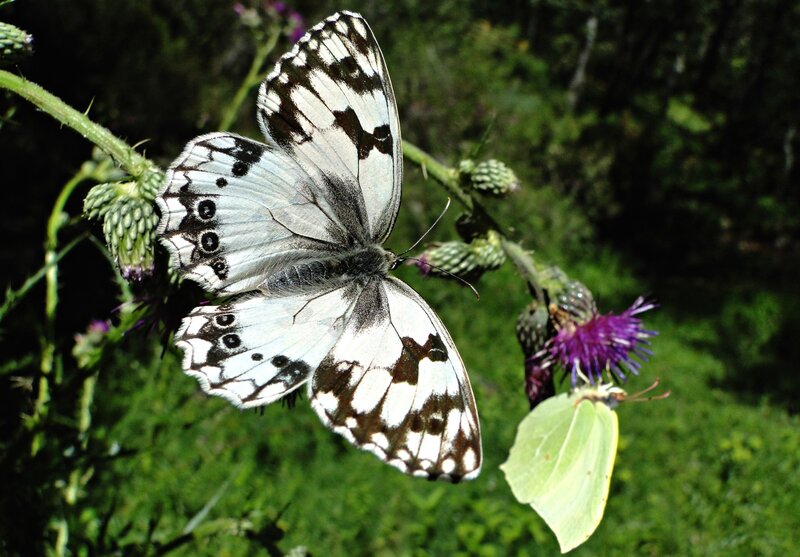 White and Black Butterfly — Natural