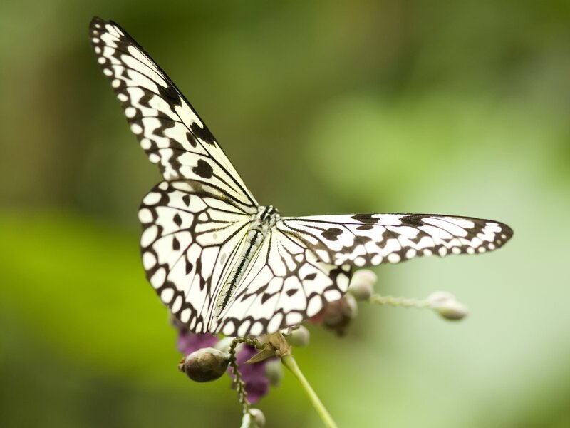white and black butterfly on flower