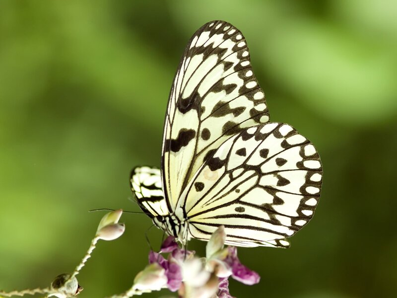 White and black butterfly on flower