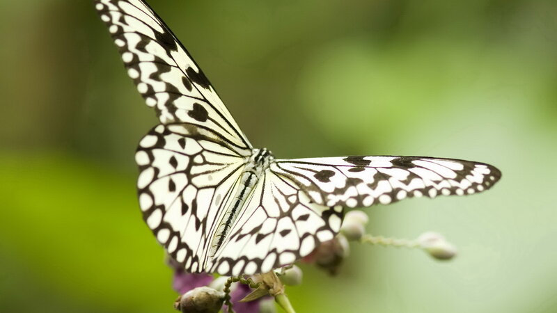 White and black butterfly on flower