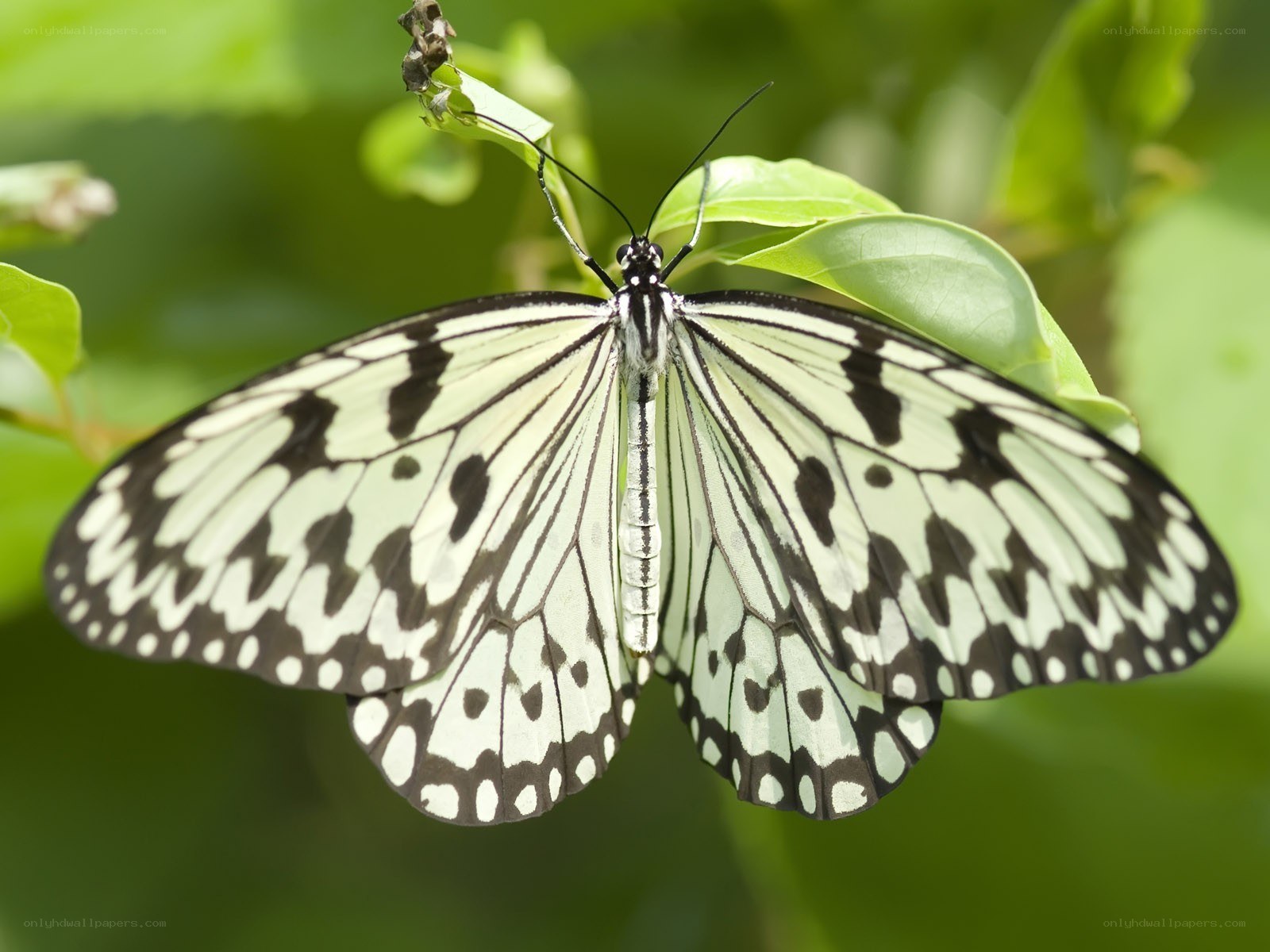 white and black butterfly on leaf