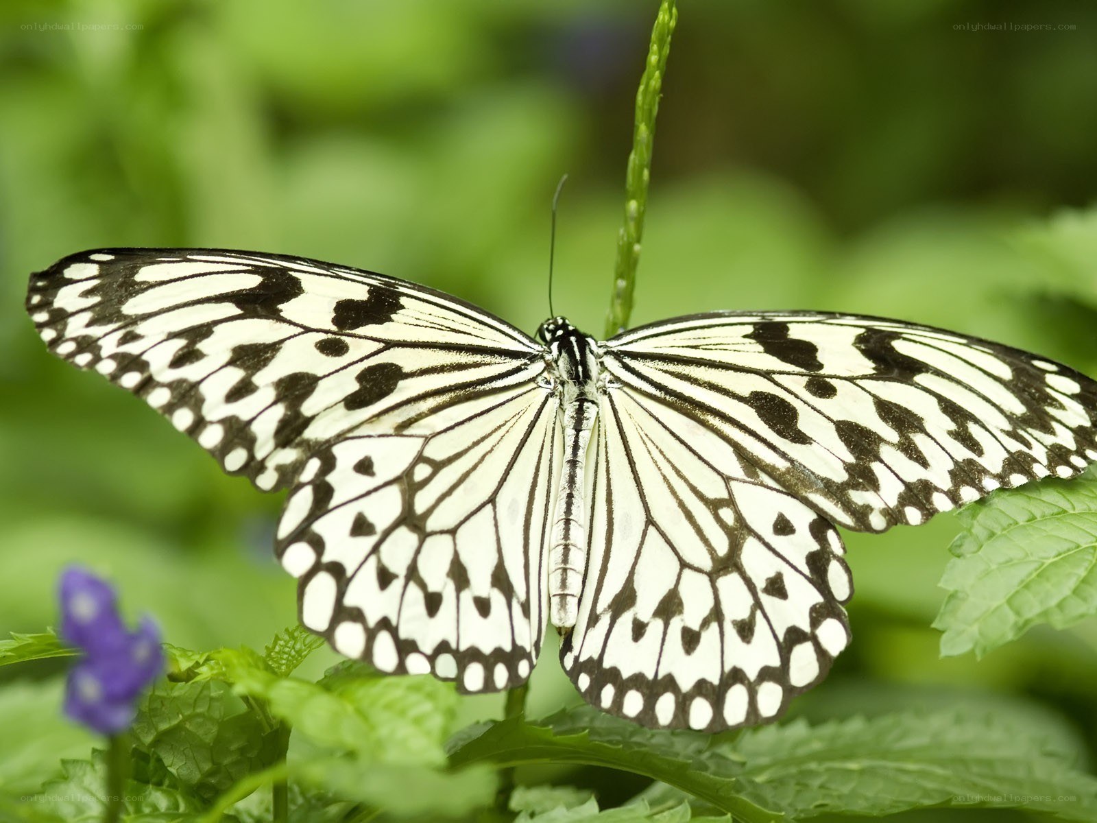 white and black butterfly on leaf