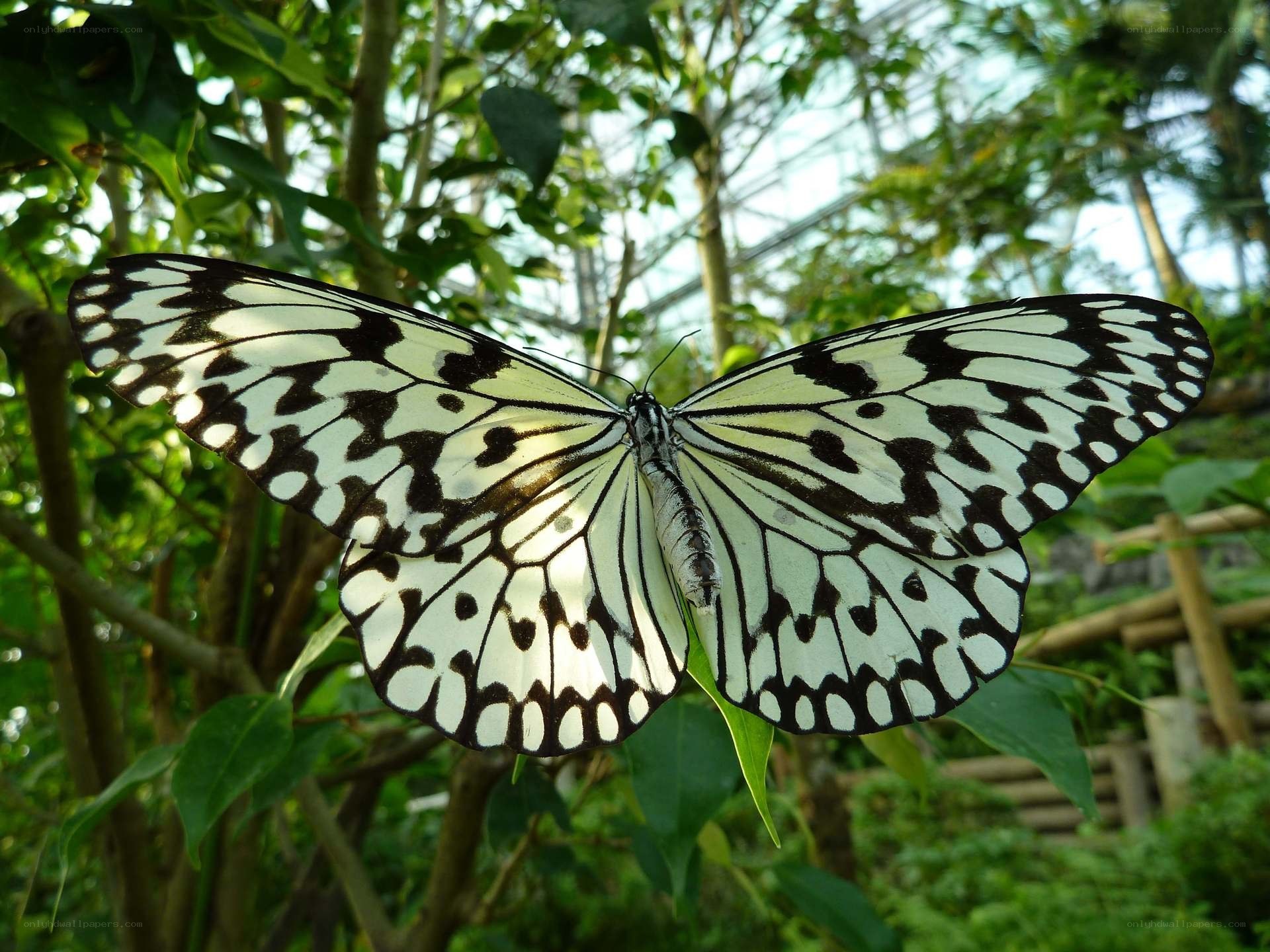 White and black butterfly on leaf