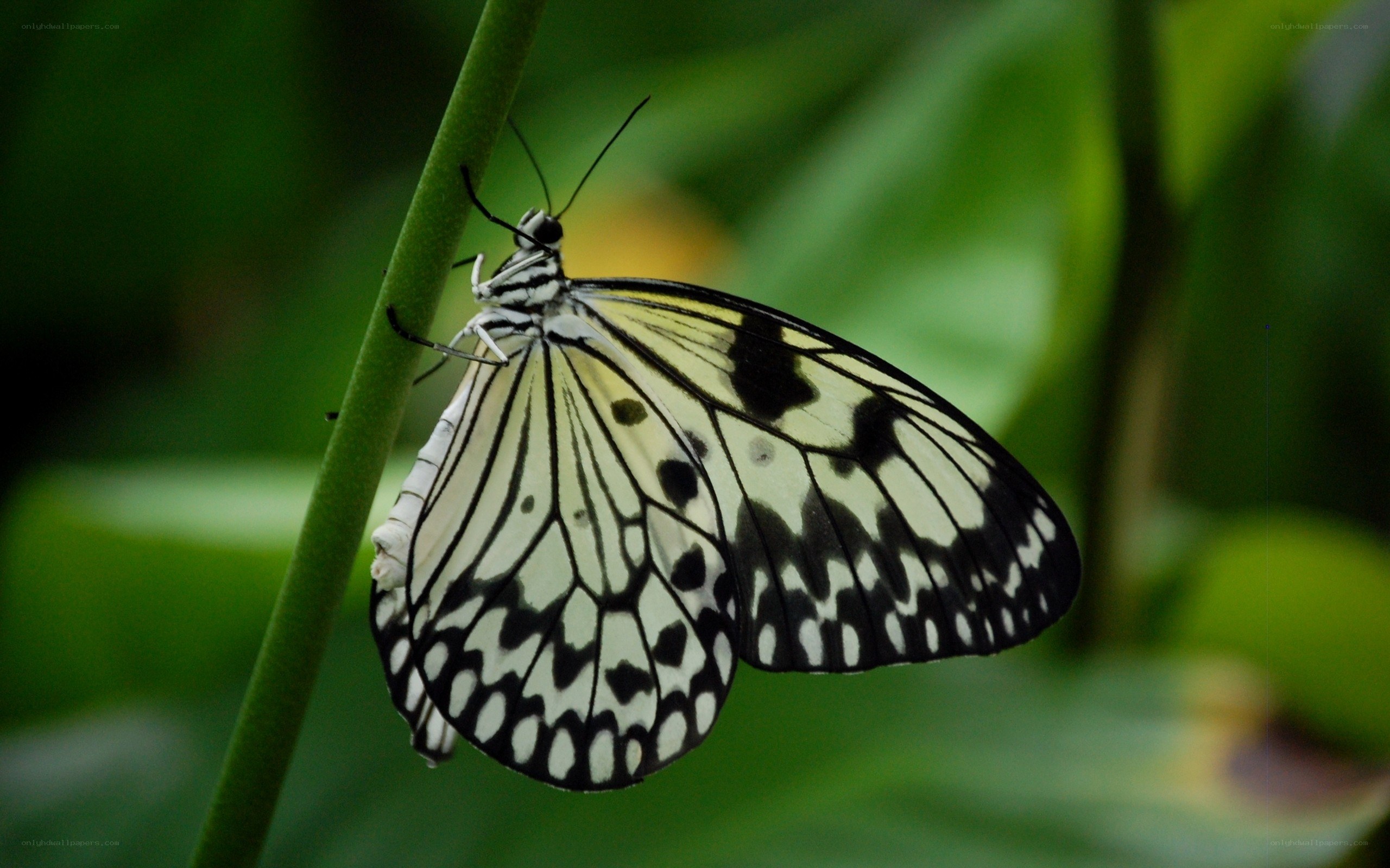 white and black butterfly on stem