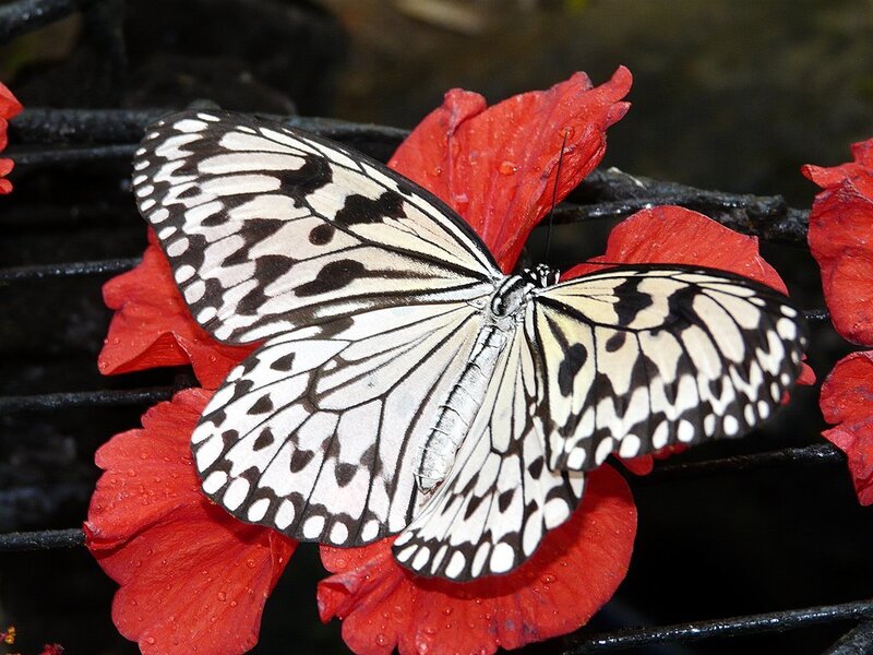 White and Black Butterfly — Red