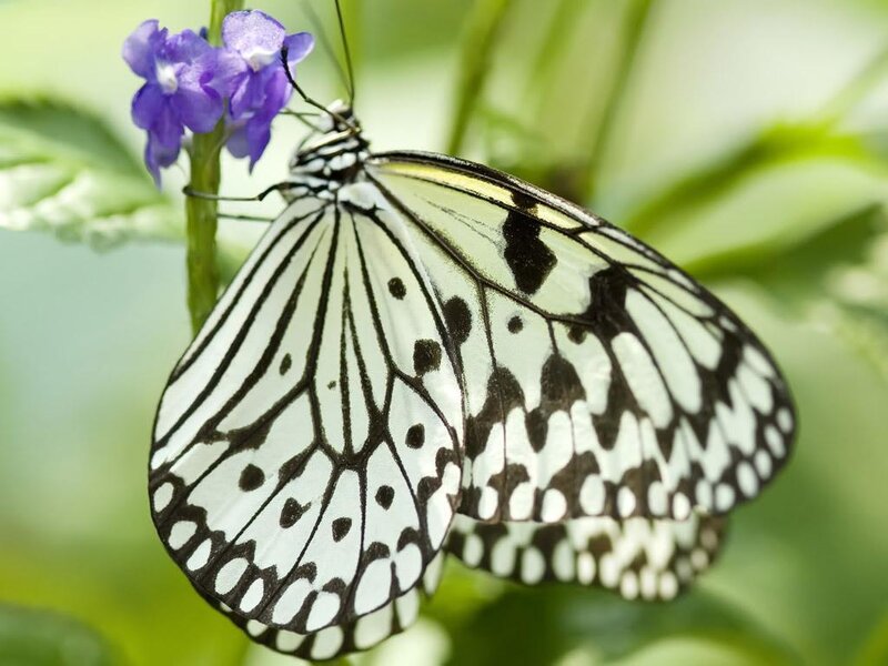White and Black Butterfly — Serene, Afternoon, Photograph, Flower