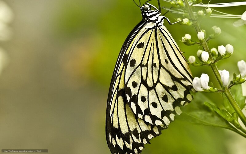 White and Black Butterfly — Serene, Photograph, Flower, Plant