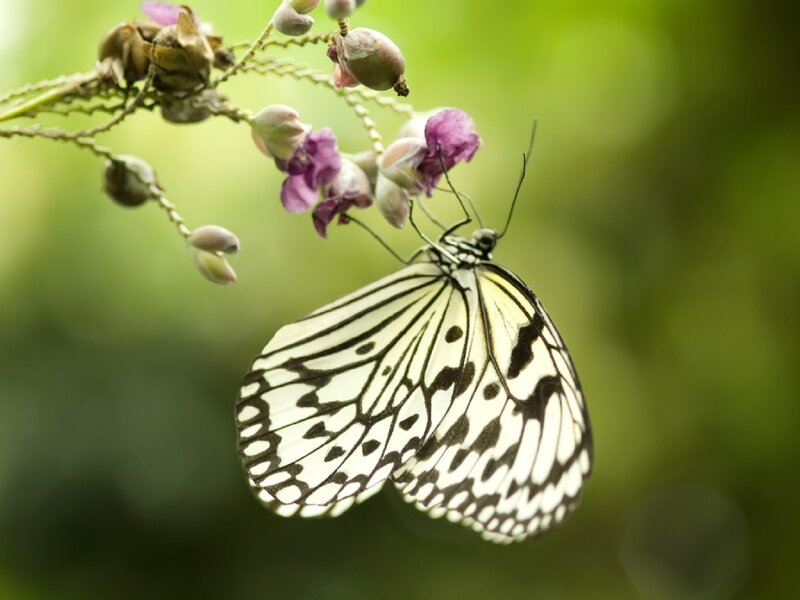 White and Black Butterfly — Serene, Photograph