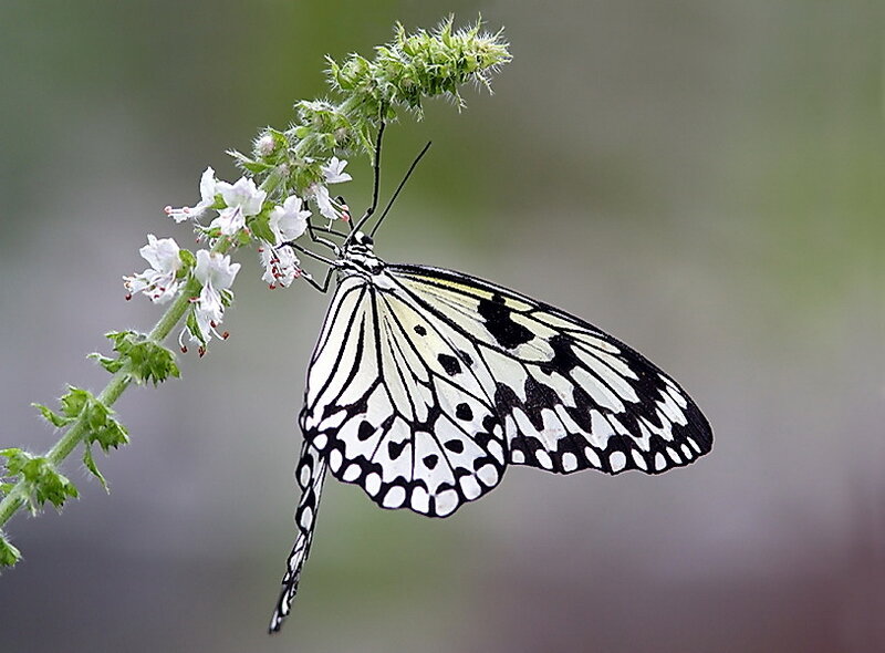 White and Black Butterfly — Serene