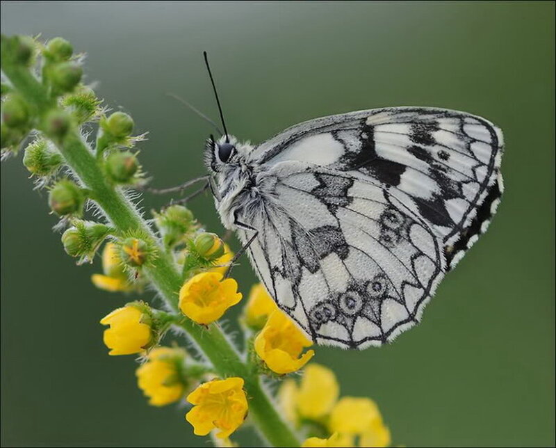 White and Black Butterfly — Yellow, Calm