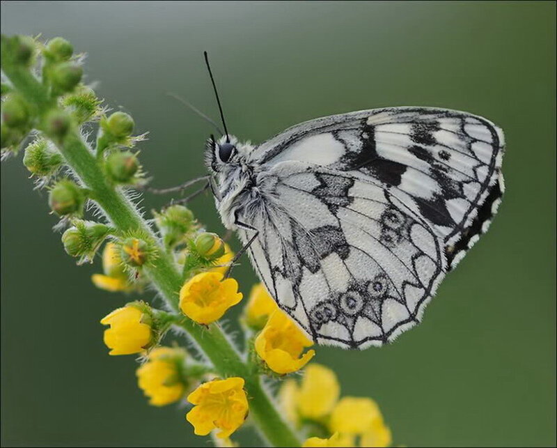 White and Black Butterfly — Yellow