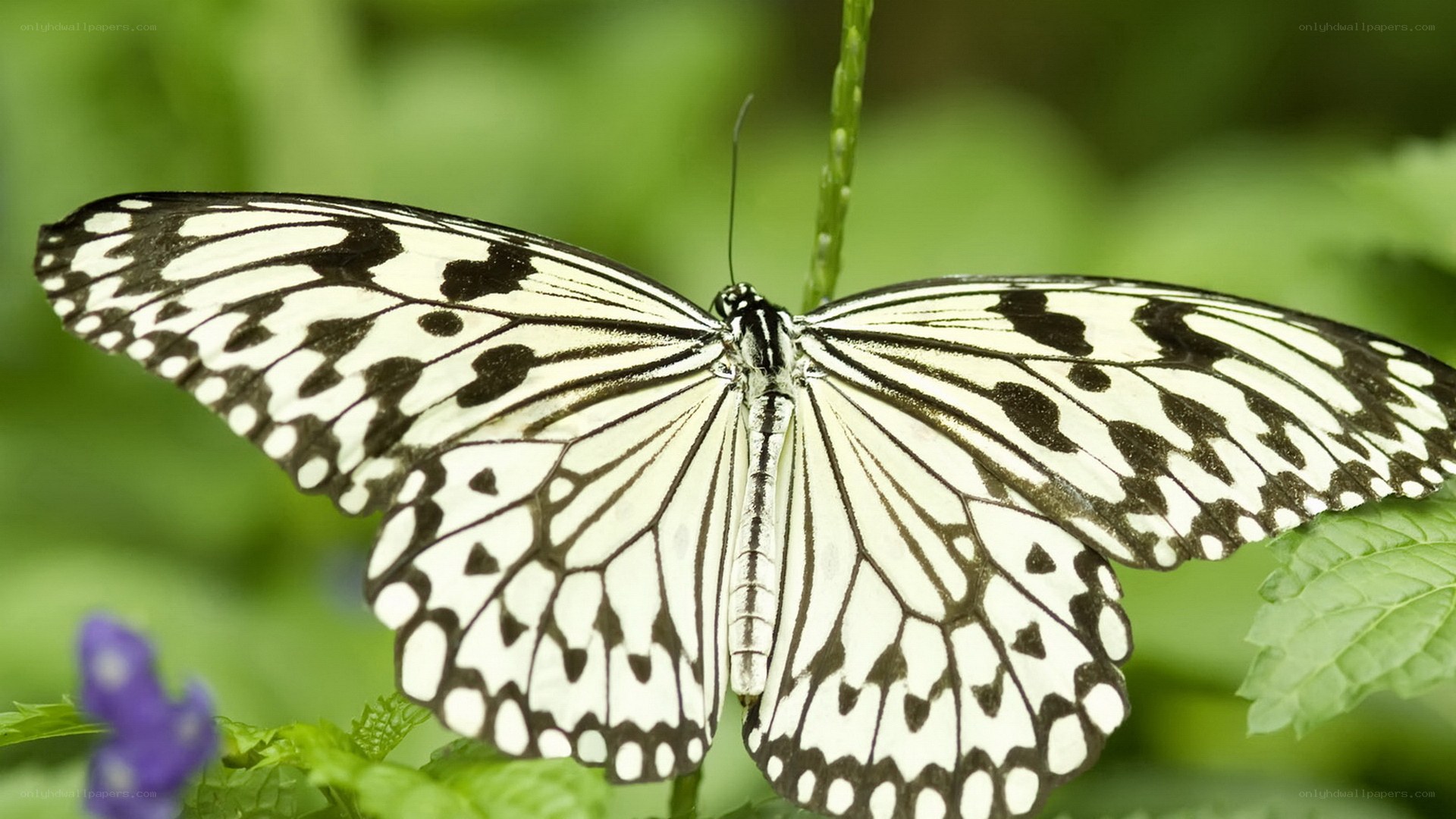 white and black butterfly