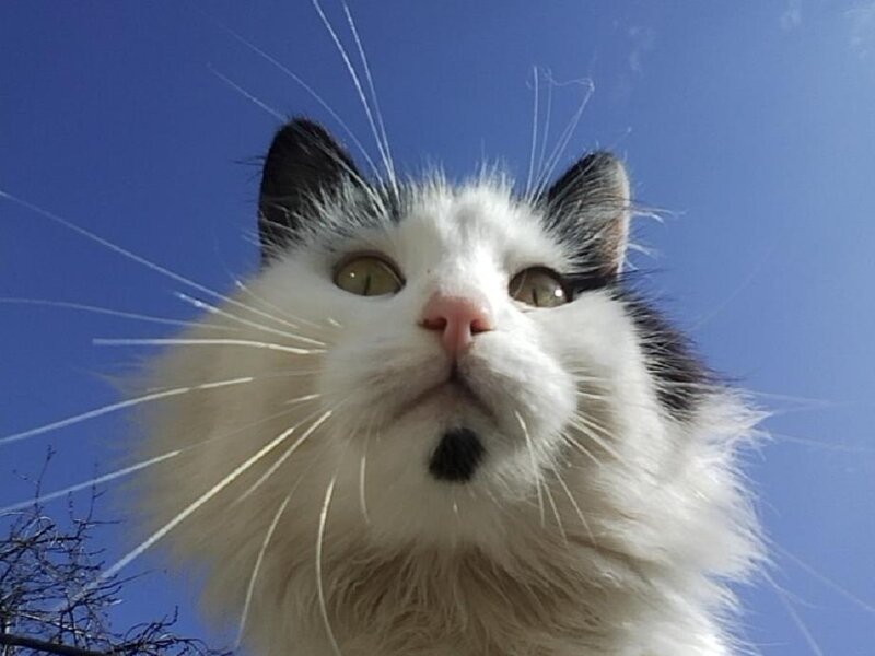 White and Black Cat — Blue