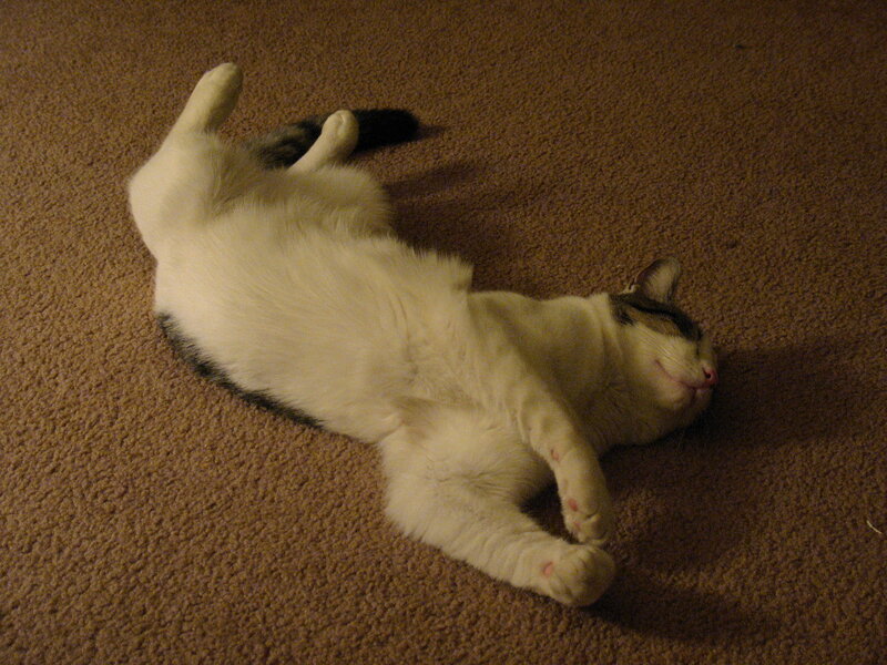 White and Black Cat — Brown
