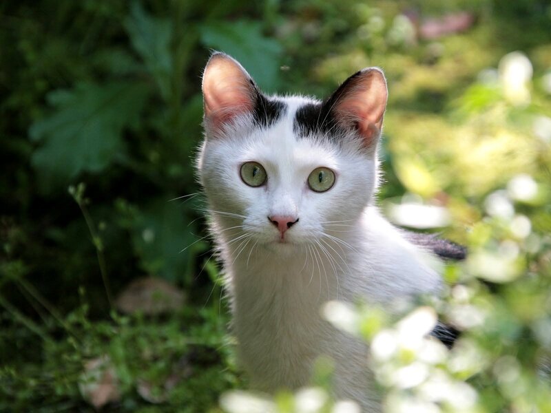 White and Black Cat — Calm, Afternoon, Photograph, Green Leaves, Flowers