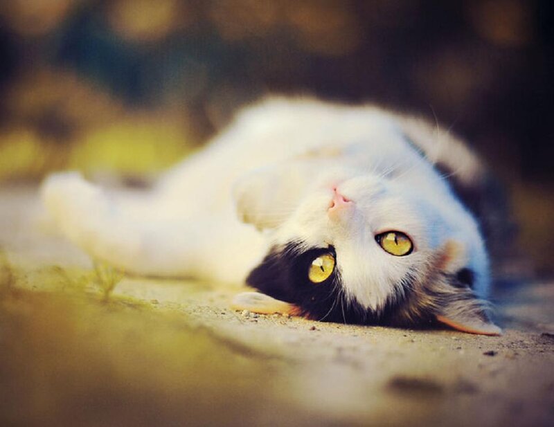 White and Black Cat — Calm, Afternoon, Photograph