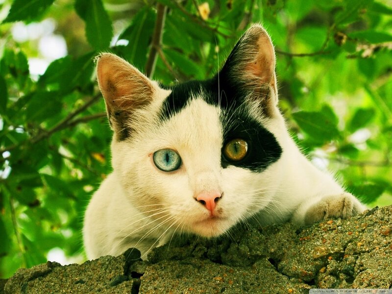 White and Black Cat — Calm, Afternoon