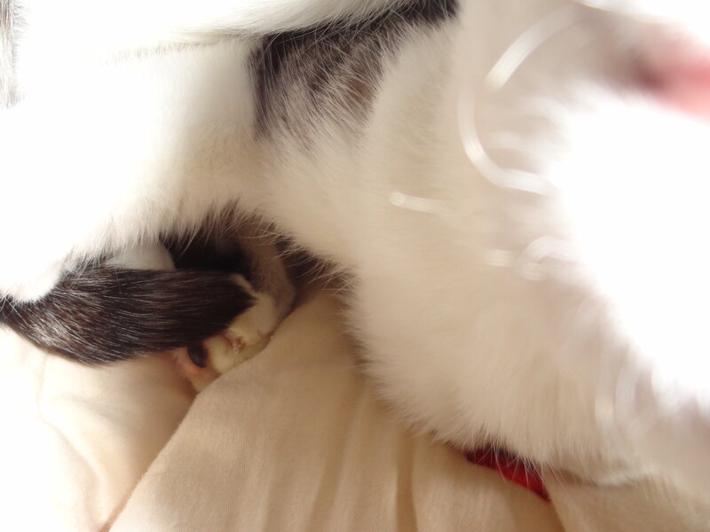 White and Black Cat — Calm, Photograph, Blanket