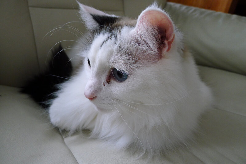 White and Black Cat — Calm, Photograph, Couch