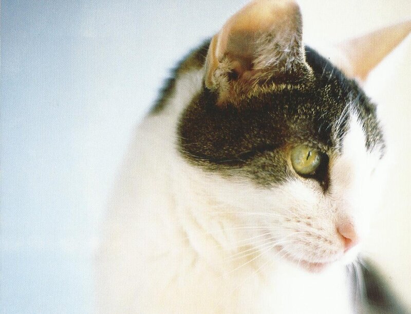 White and Black Cat — Calm, Photograph, Ear