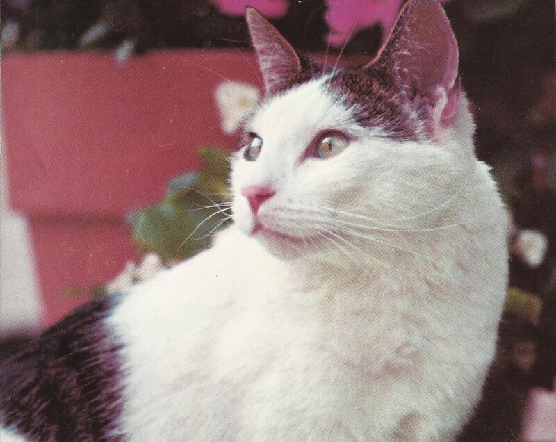 White and Black Cat — Calm, Photograph, Flower Pot