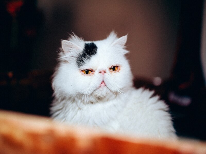 White and Black Cat — Calm, Photograph, Fur
