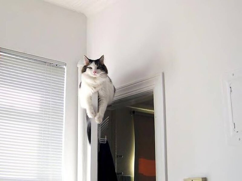 White and Black Cat — Calm, Photograph, Window