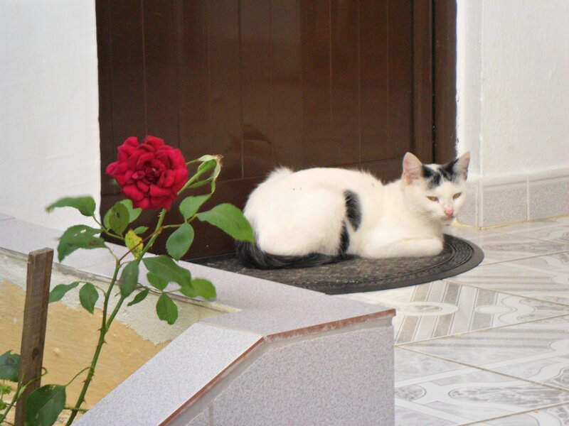 White and Black Cat — Calm